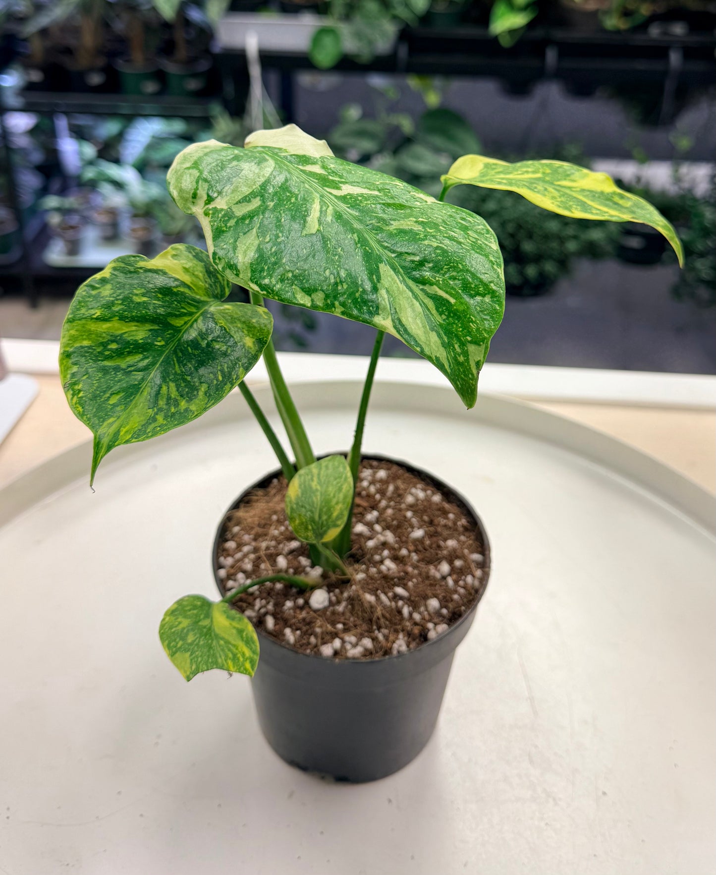 Monstera deliciosa 'Electrolyte' 4”