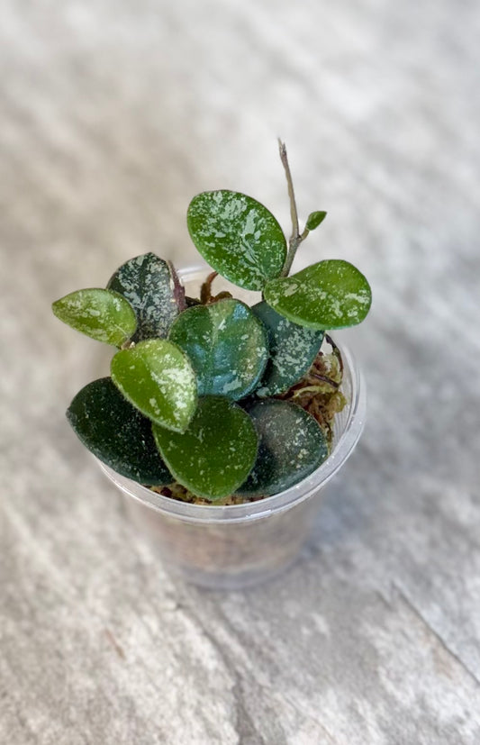 Hoya cv. Mathilde splash