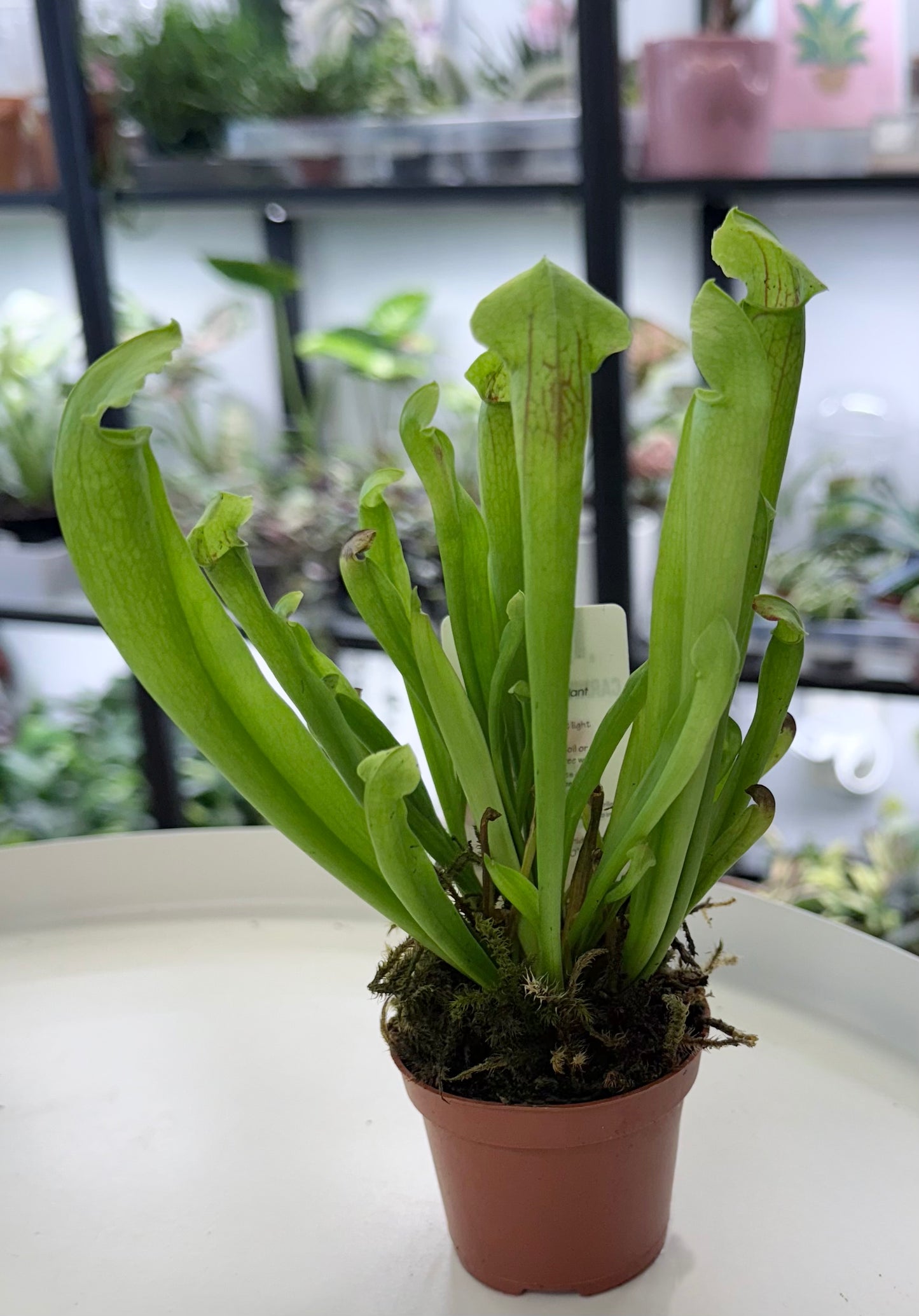 Sarracenia | Trumpet Pitcher Carnivorous Plant