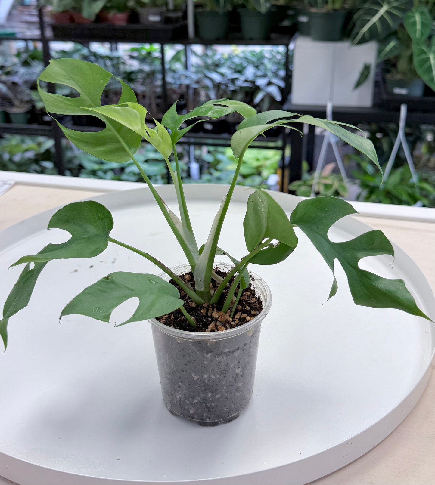 Rhaphidophora tetrasperma | Mini Monstera 4”