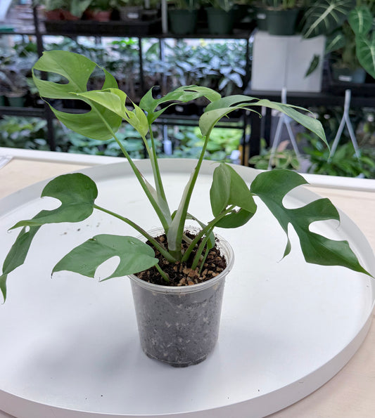 Rhaphidophora tetrasperma | Mini Monstera 4”