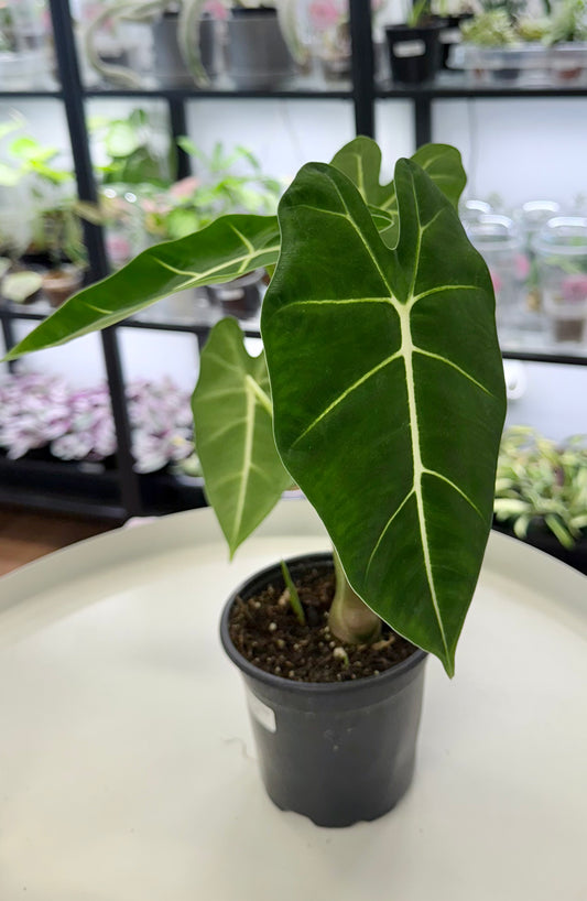 Alocasia ‘Frydek’ (Green Velvet Alocasia) 4”