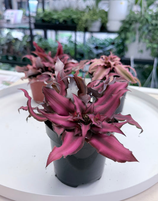 Cryptanthus ‘Earth Star’