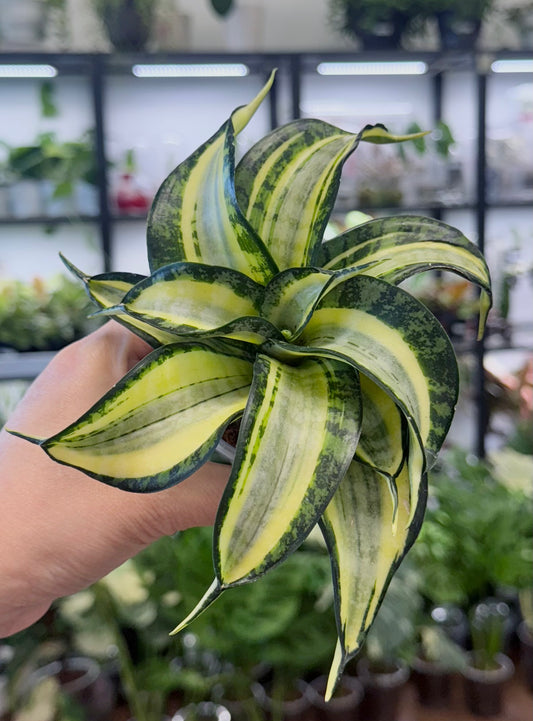 Sansevieria ‘Golden Wendy’