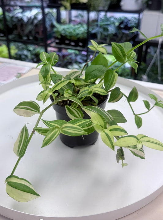 Tradescantia ‘Creme Inch’