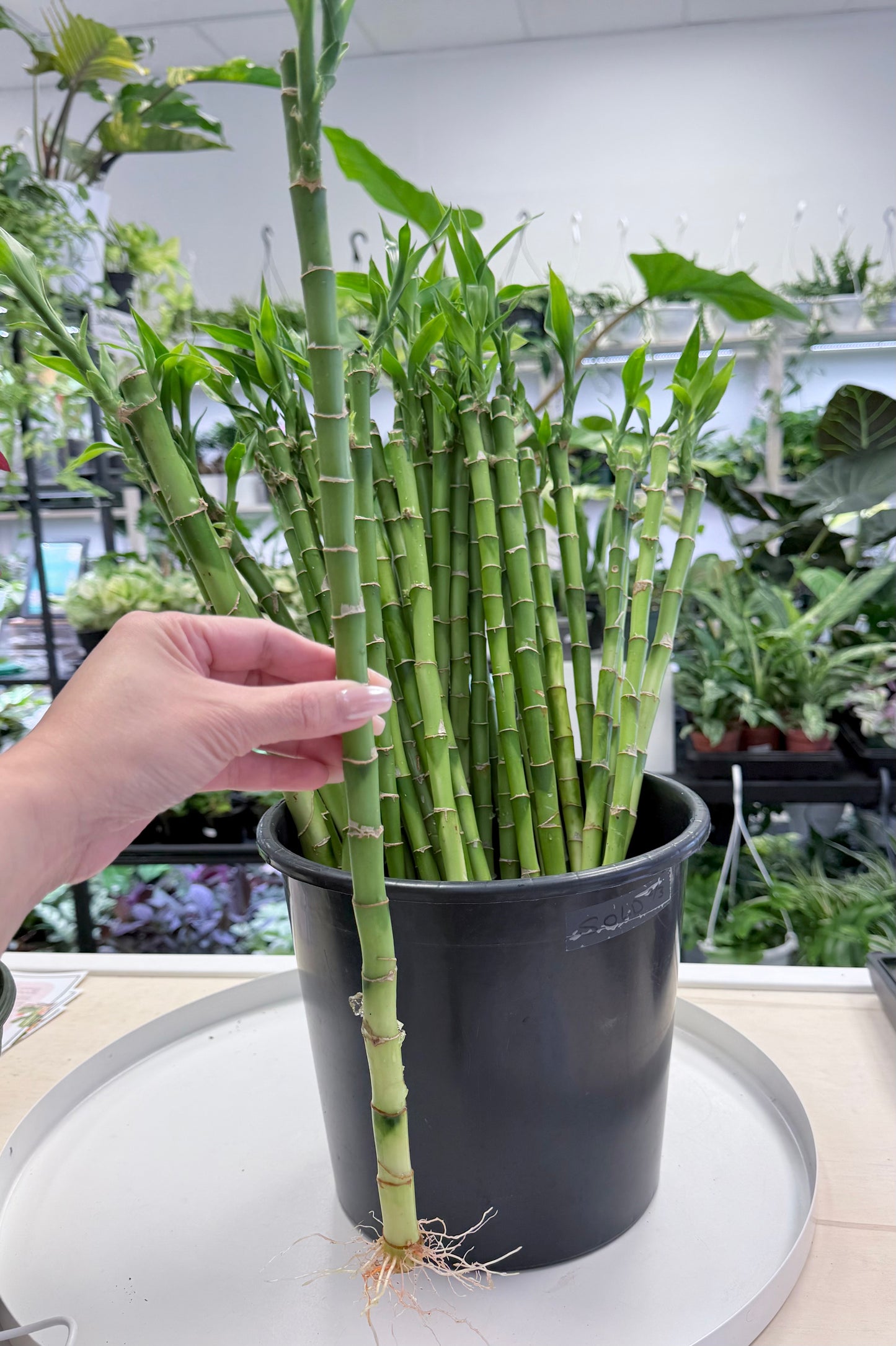 Lucky Bamboo | Dracaena sanderiana 18”-20”