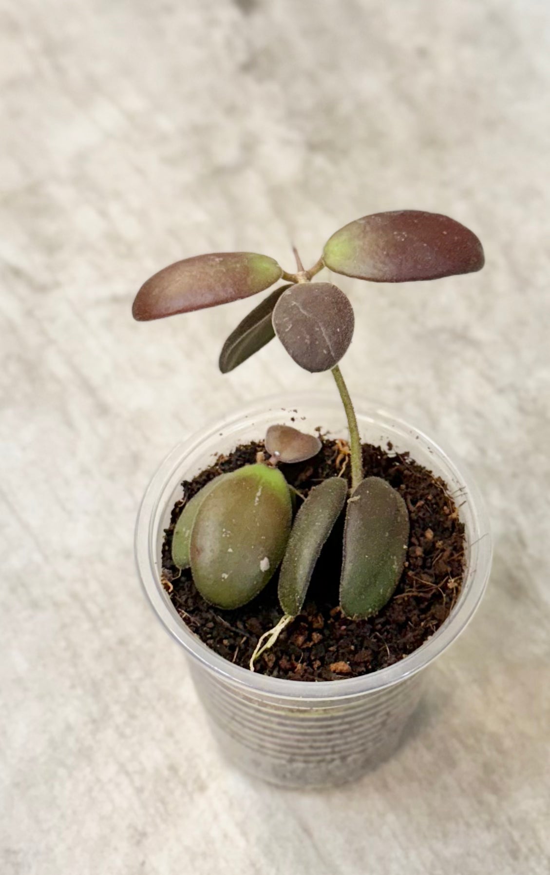Hoya sp. GPS 7240