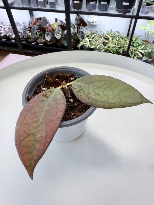 Hoya ‘Tequila Sunrise’