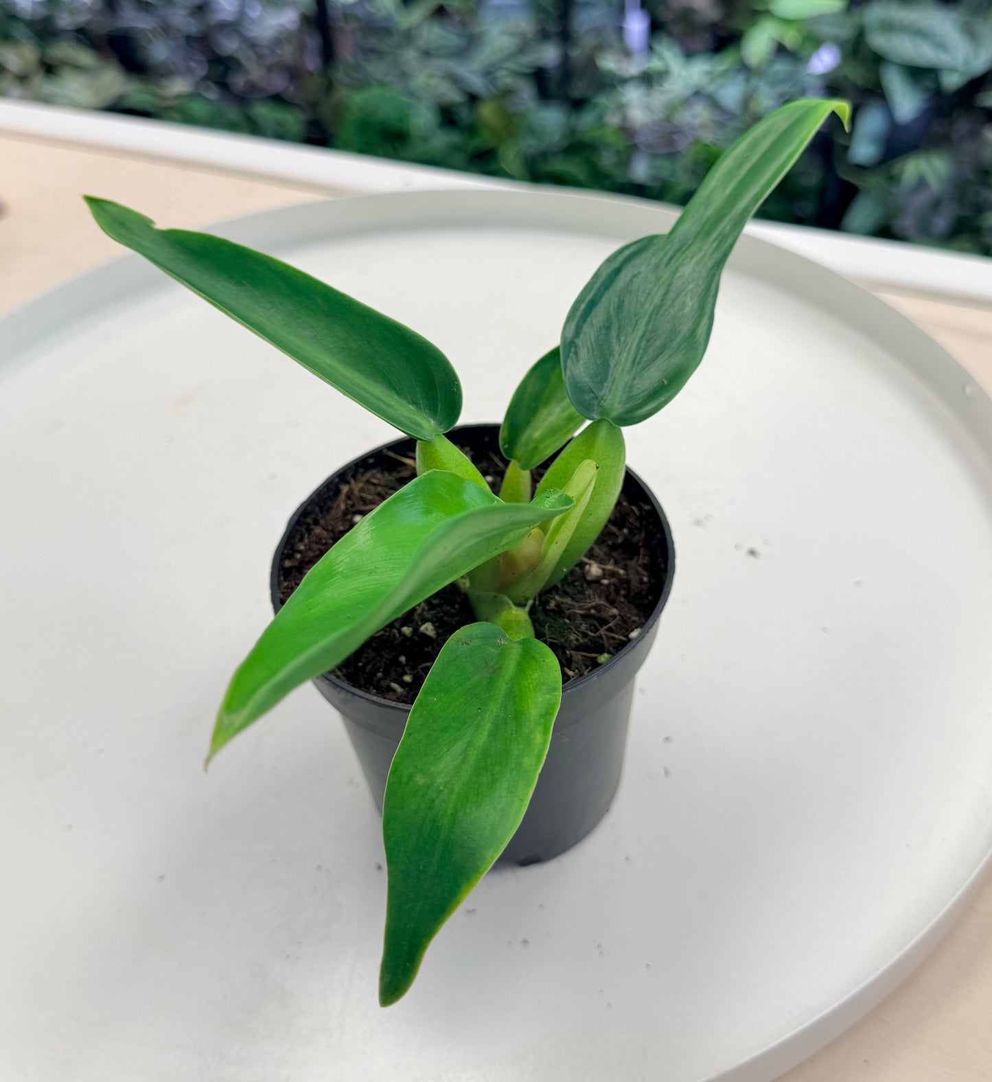 Philodendron martianum ‘Fat Boy’ 4”