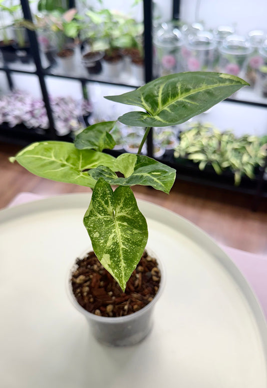 Syngonium ‘Panda Galaxy’