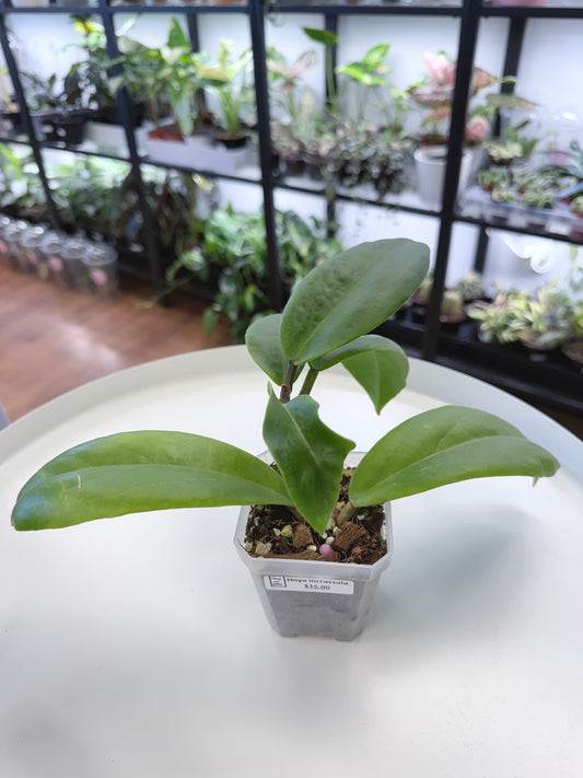 Hoya incrassata