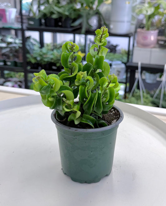 Aeschynanthus radicans 'Rasta' 4”