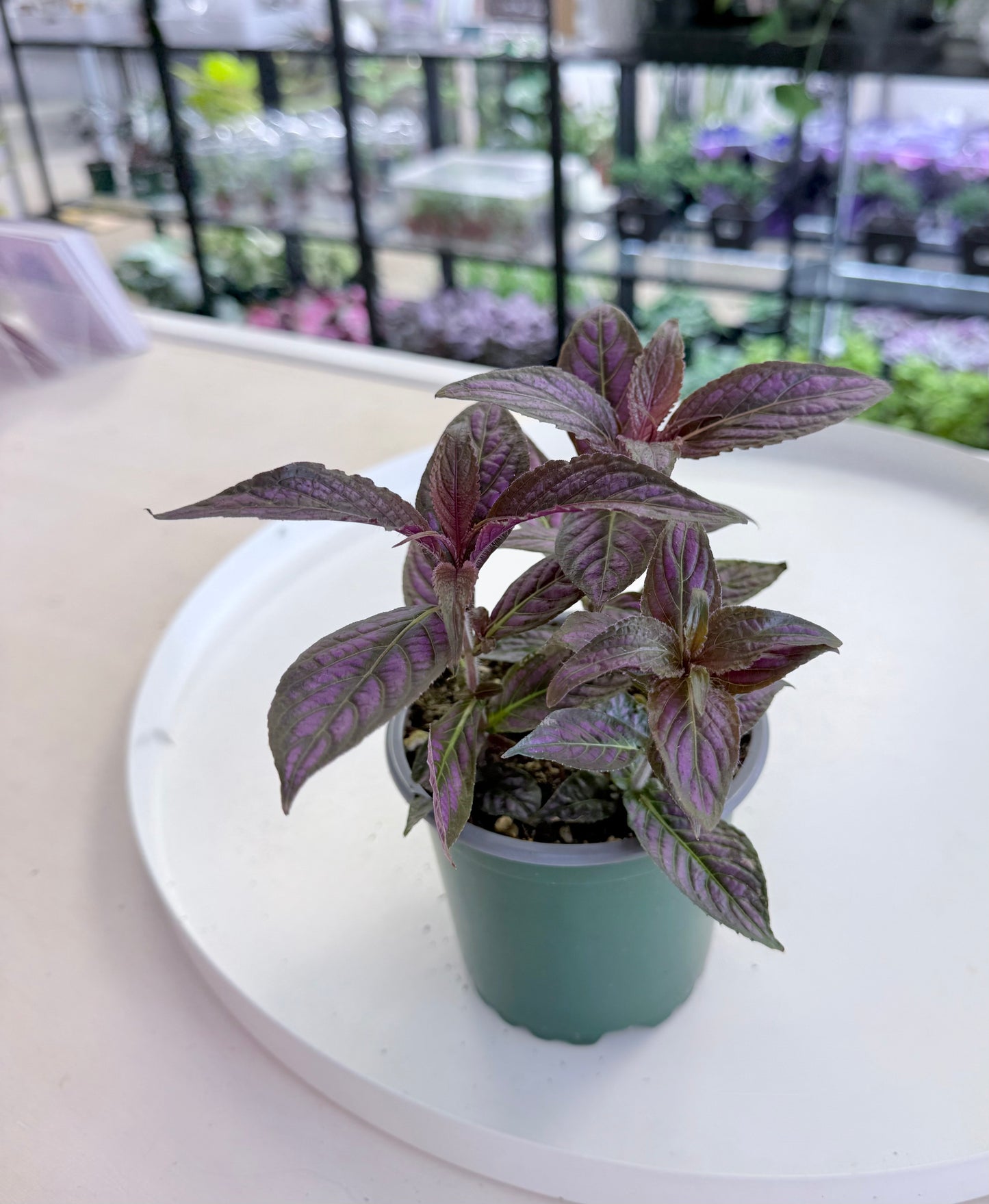 Strobilanthes dyeriana | Persian Shield