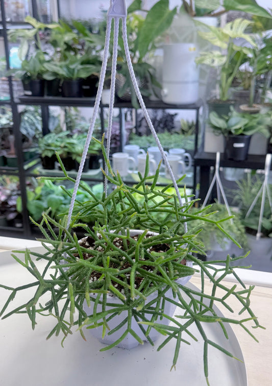 Rhipsalis baccifera | Mistletoe Cactus 6” HB