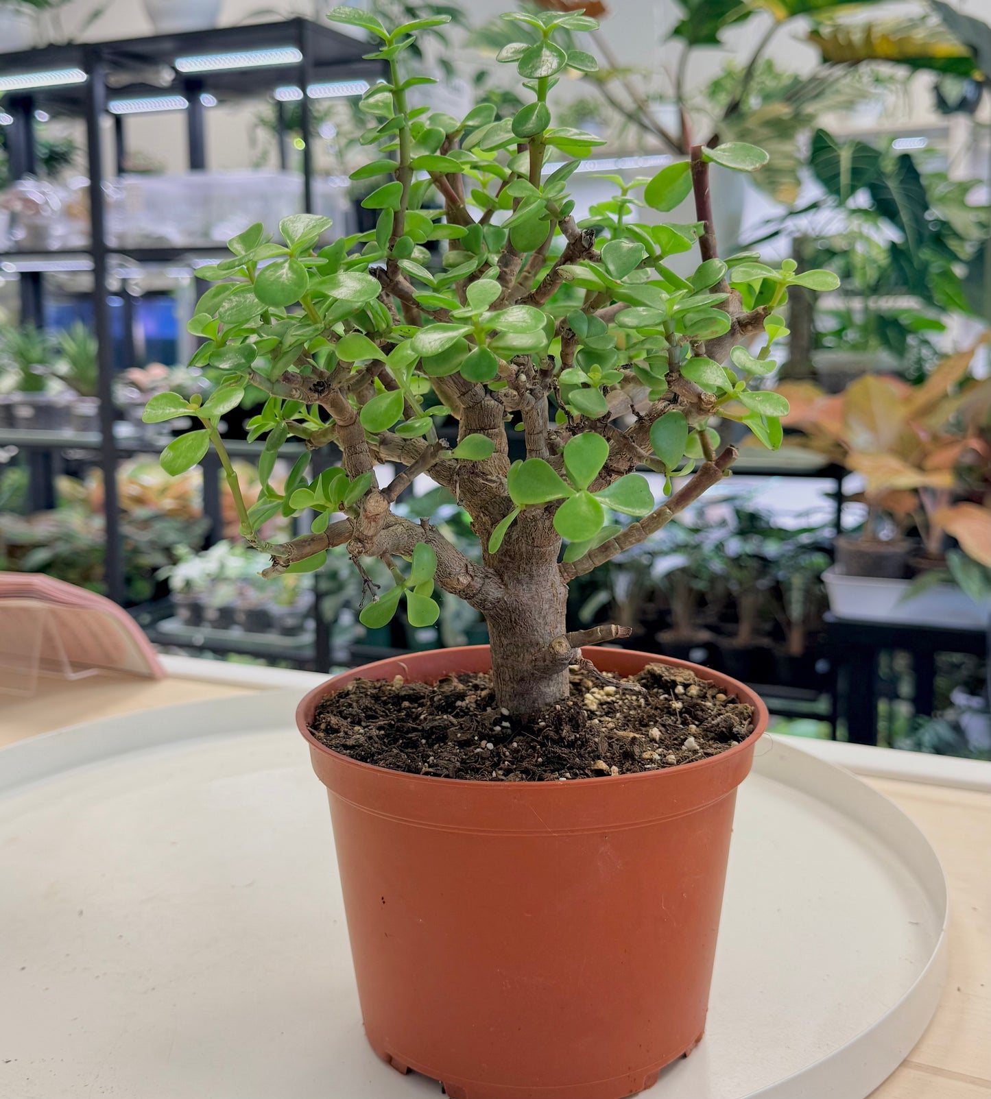 Pre-Bonsai | Dwarf Jade | Portulaca Afra 6”