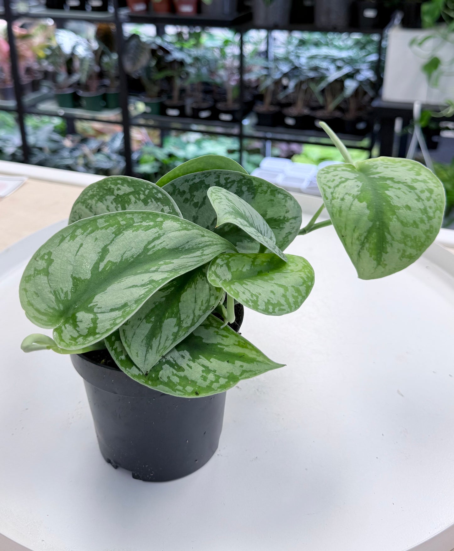 Scindapsus pictus ‘Exotica’