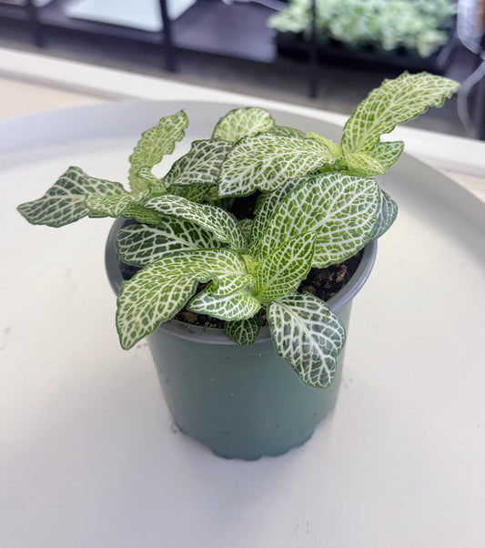 Fittonia albivenis | White 4”