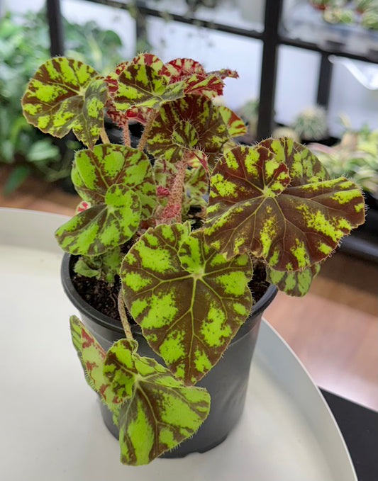 Begonia rex 'Zumba' 4”