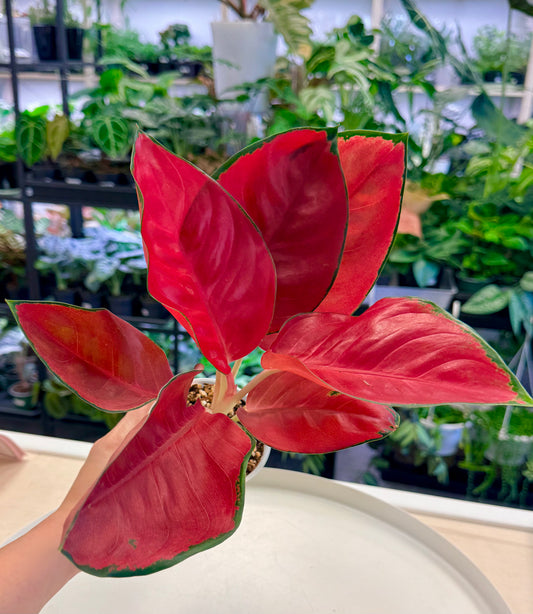 Aglaonema ‘Suksom Jaipong’