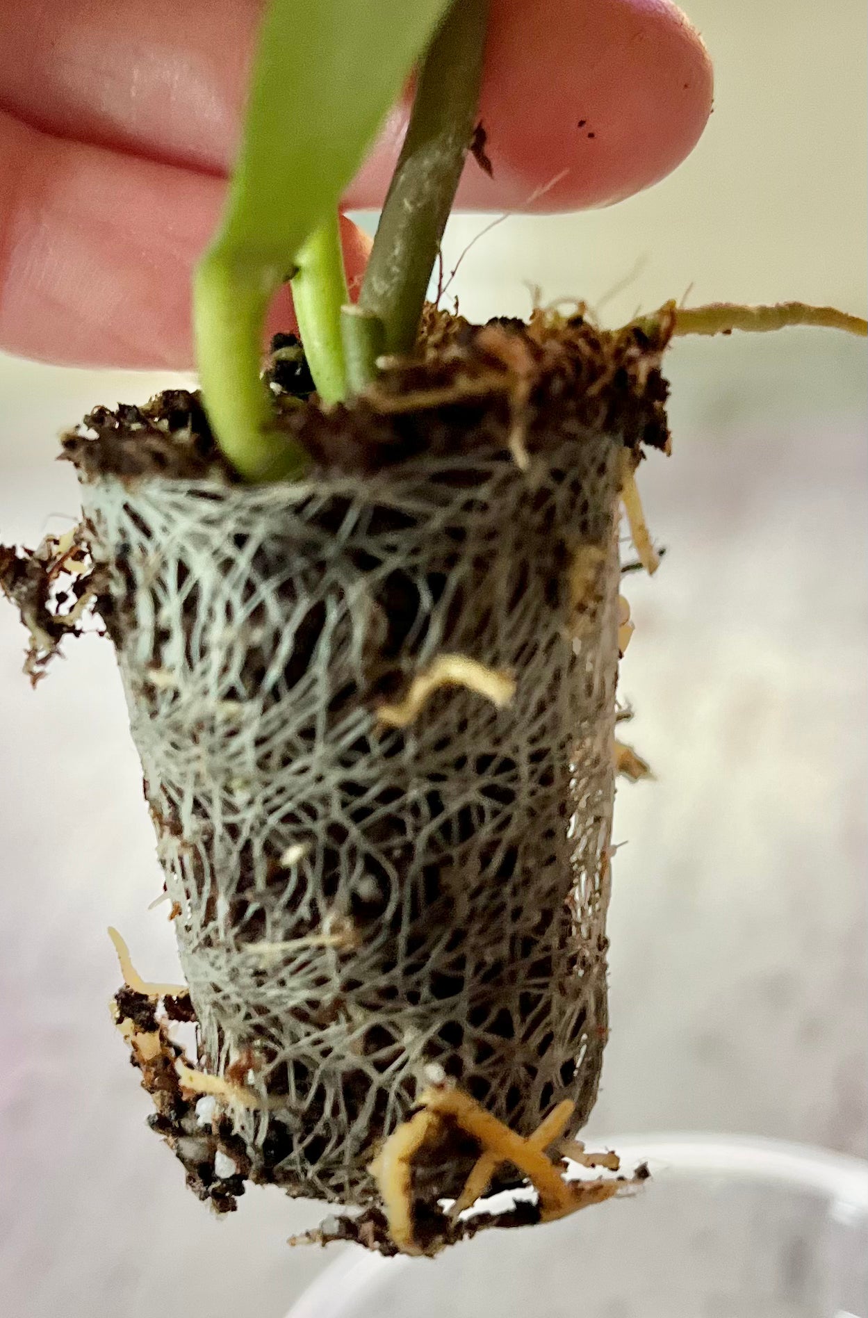 Hoya sp. aff. burtoniae (in plugs)