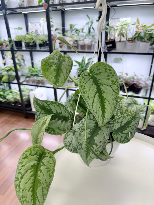 Scindapsus pictus ‘Exotica’ | Hanging Basket 7”