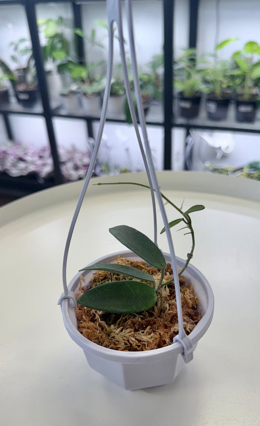 Hoya lyi |3.8” Hanging Basket