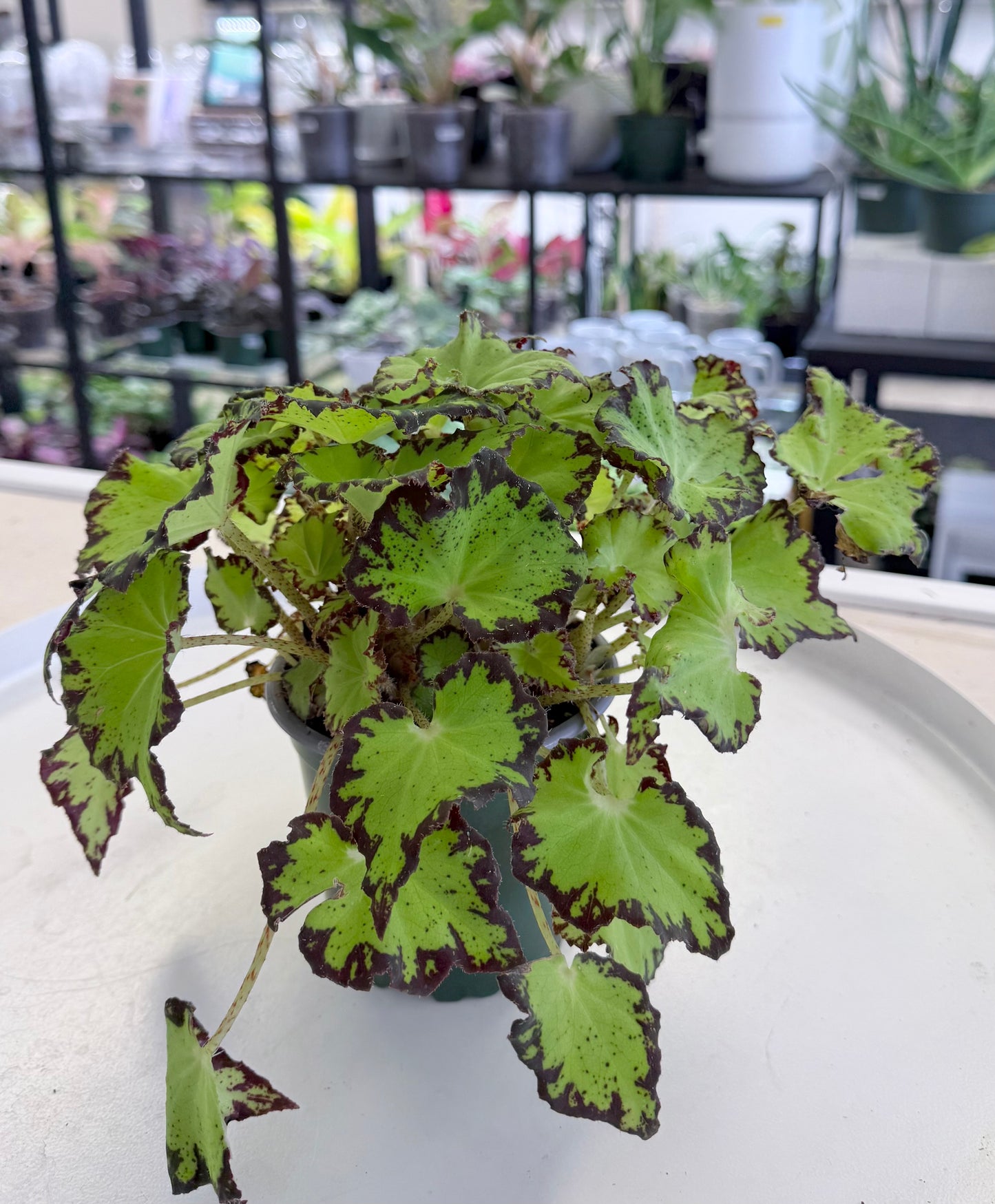 Begonia ‘Jive’