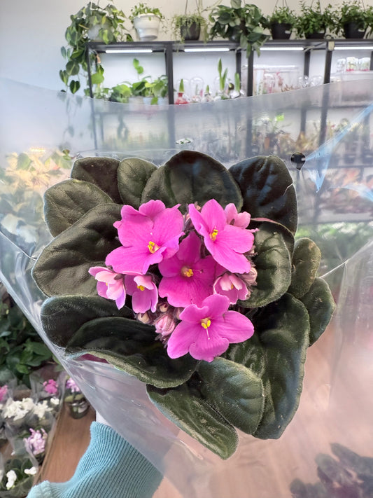 African Violet (Pink)