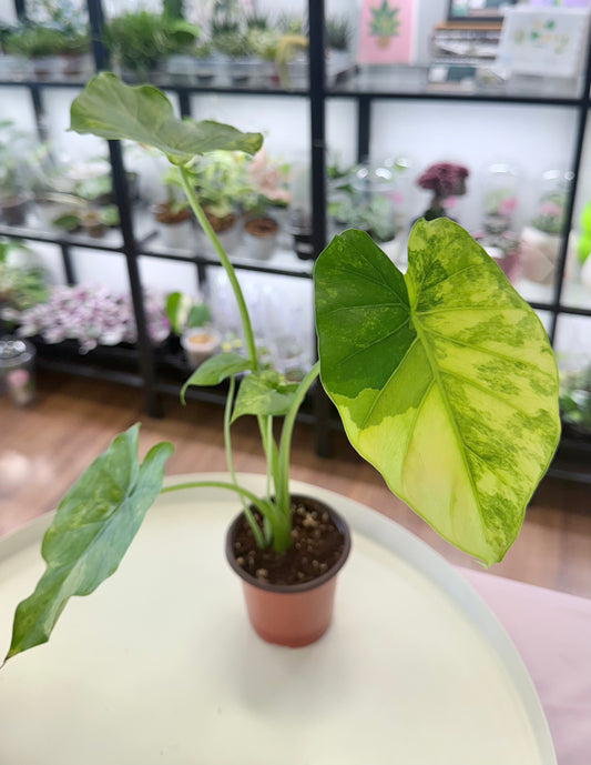 Alocasia odora Yellow Variegated