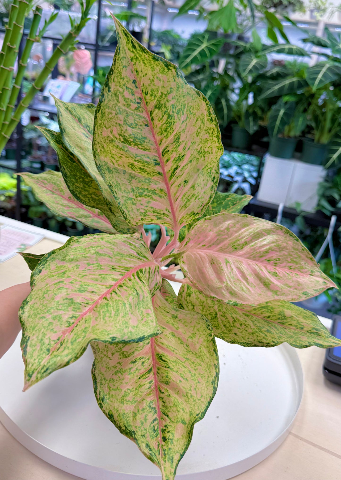 Aglaonema 'Pink Fortune’