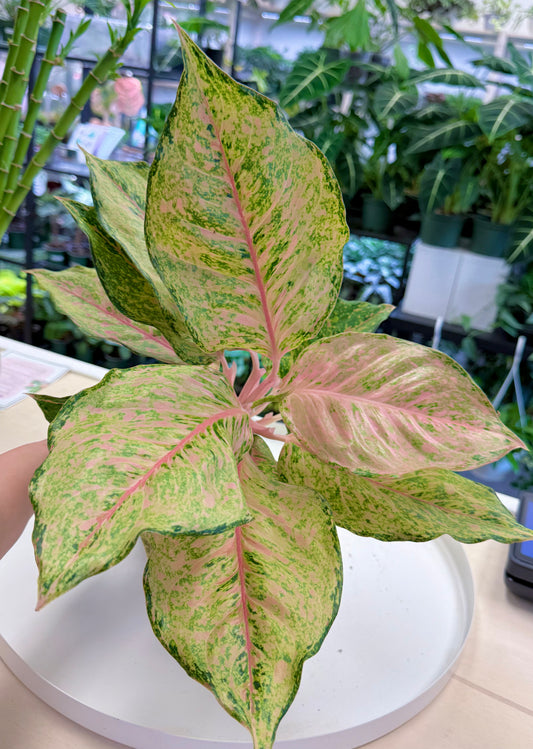 Aglaonema 'Pink Fortune’