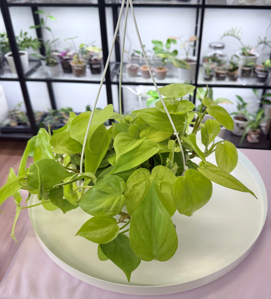 Philodendron cordatum ‘Lemon Lime’ l Hanging Basket 7”