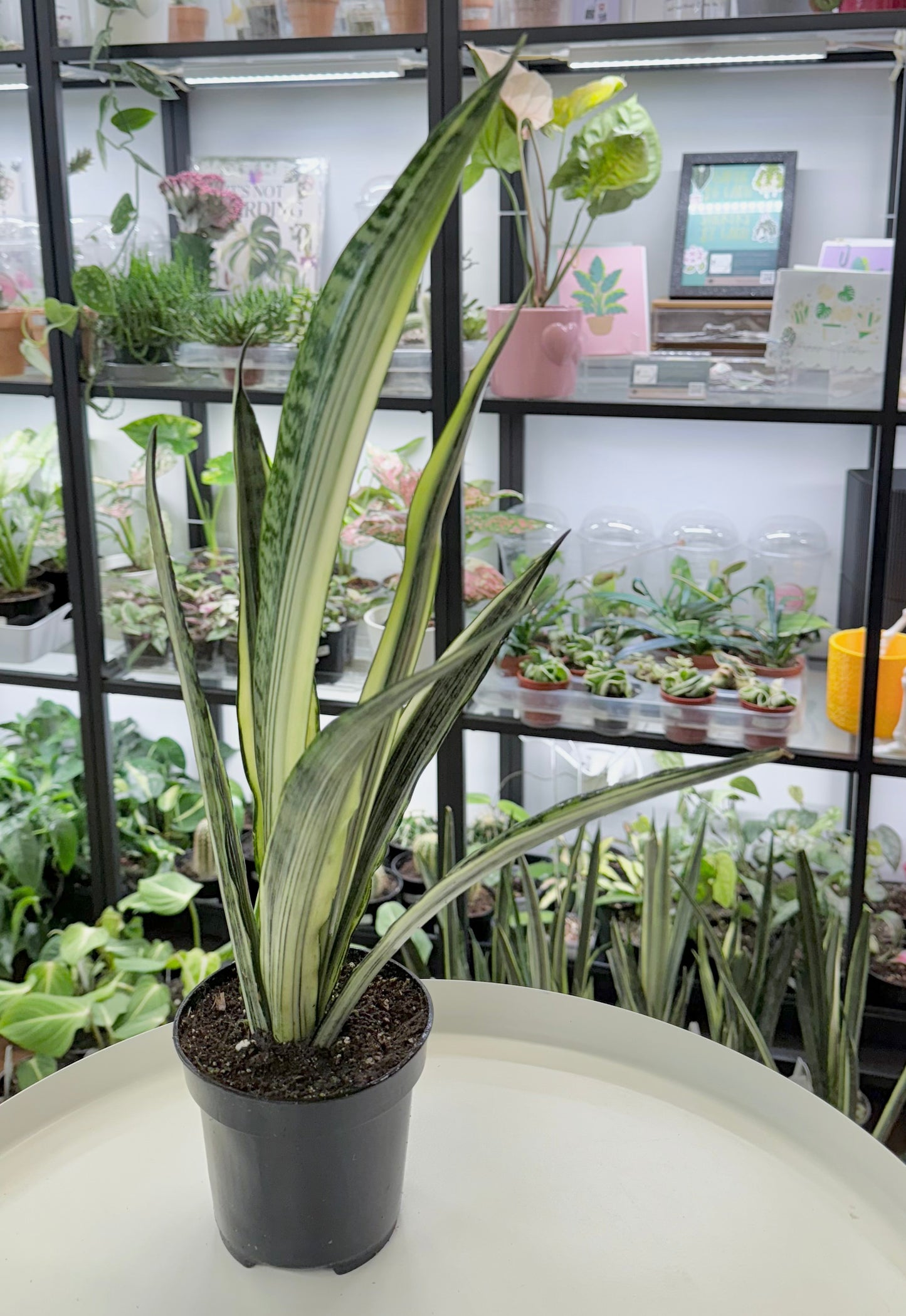 Dracaena trifasciata | Sansevieria ‘Bantel's Sensation’ 4”