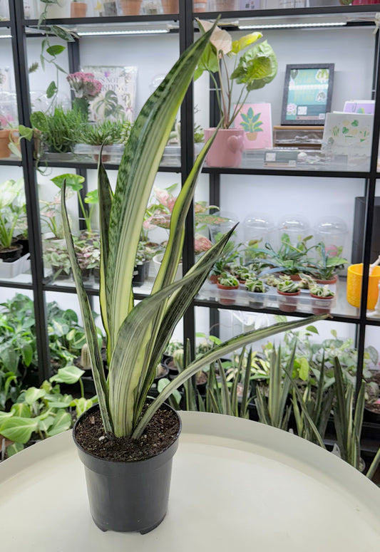 Dracaena trifasciata | Sansevieria ‘Bantel's Sensation’ 4”