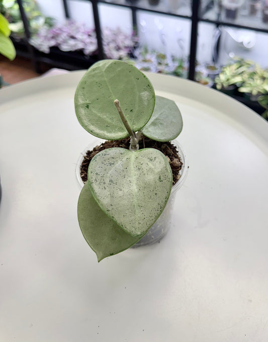 Hoya verticillata ‘Silver Heart’