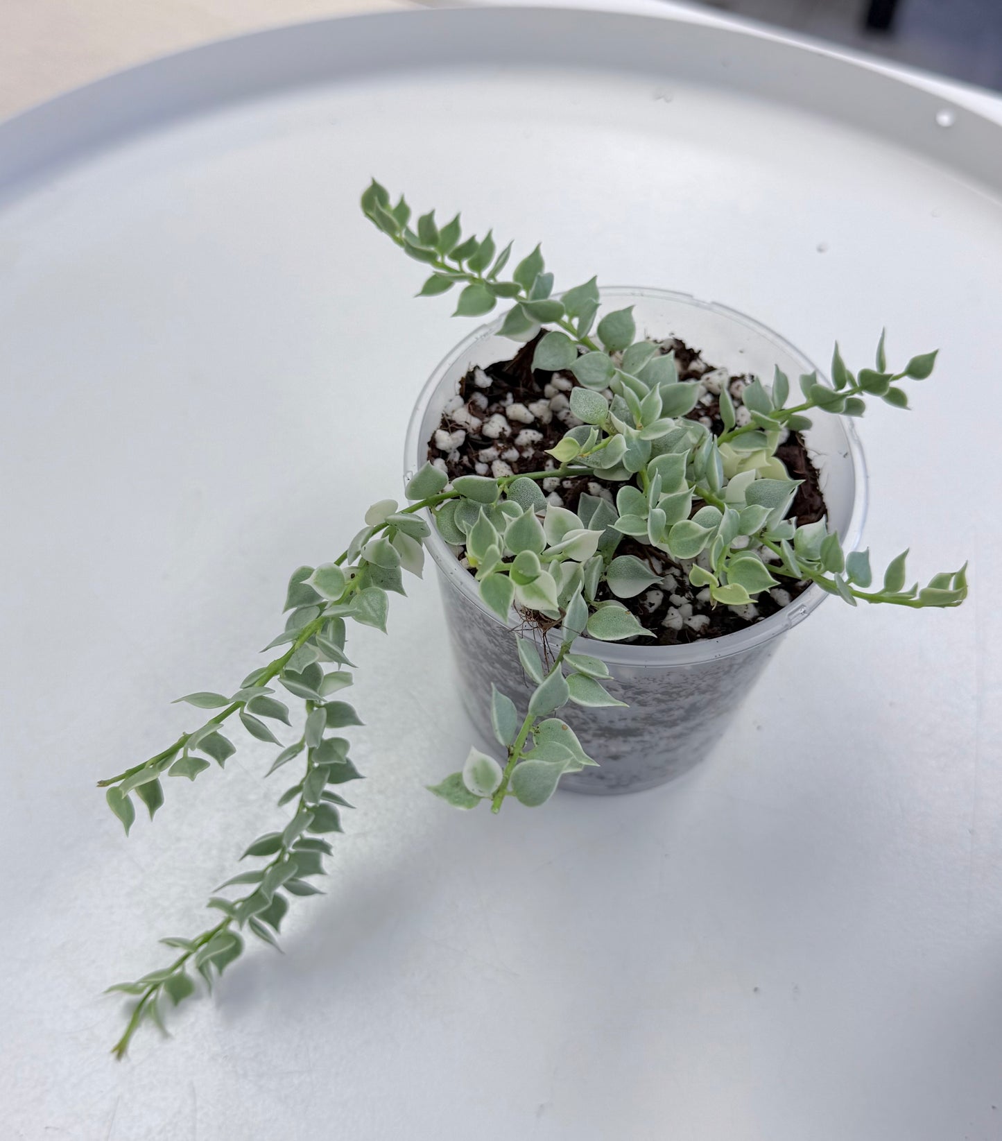 Dischidia ruscifolia ‘Million Hearts’ Variegated