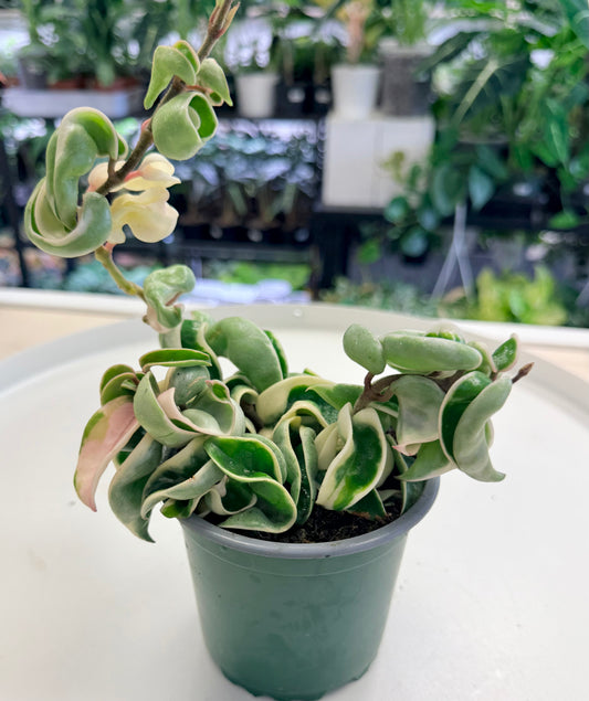 Hoya carnosa ‘Compacta’ Outer Variegated 4”