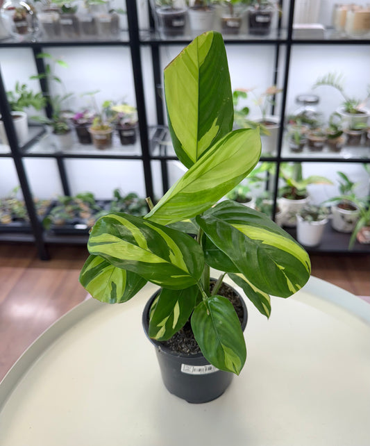Ctenanthe lubbersiana
