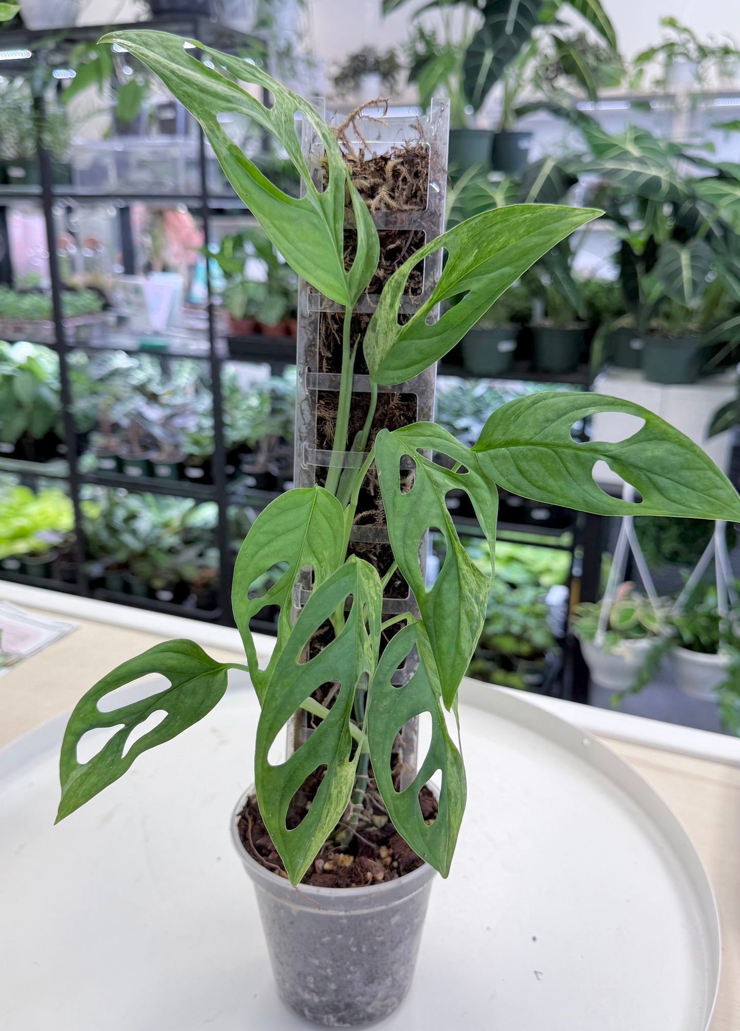 Monstera adansonii 'Indonesian Mint’ (Moss Pole)