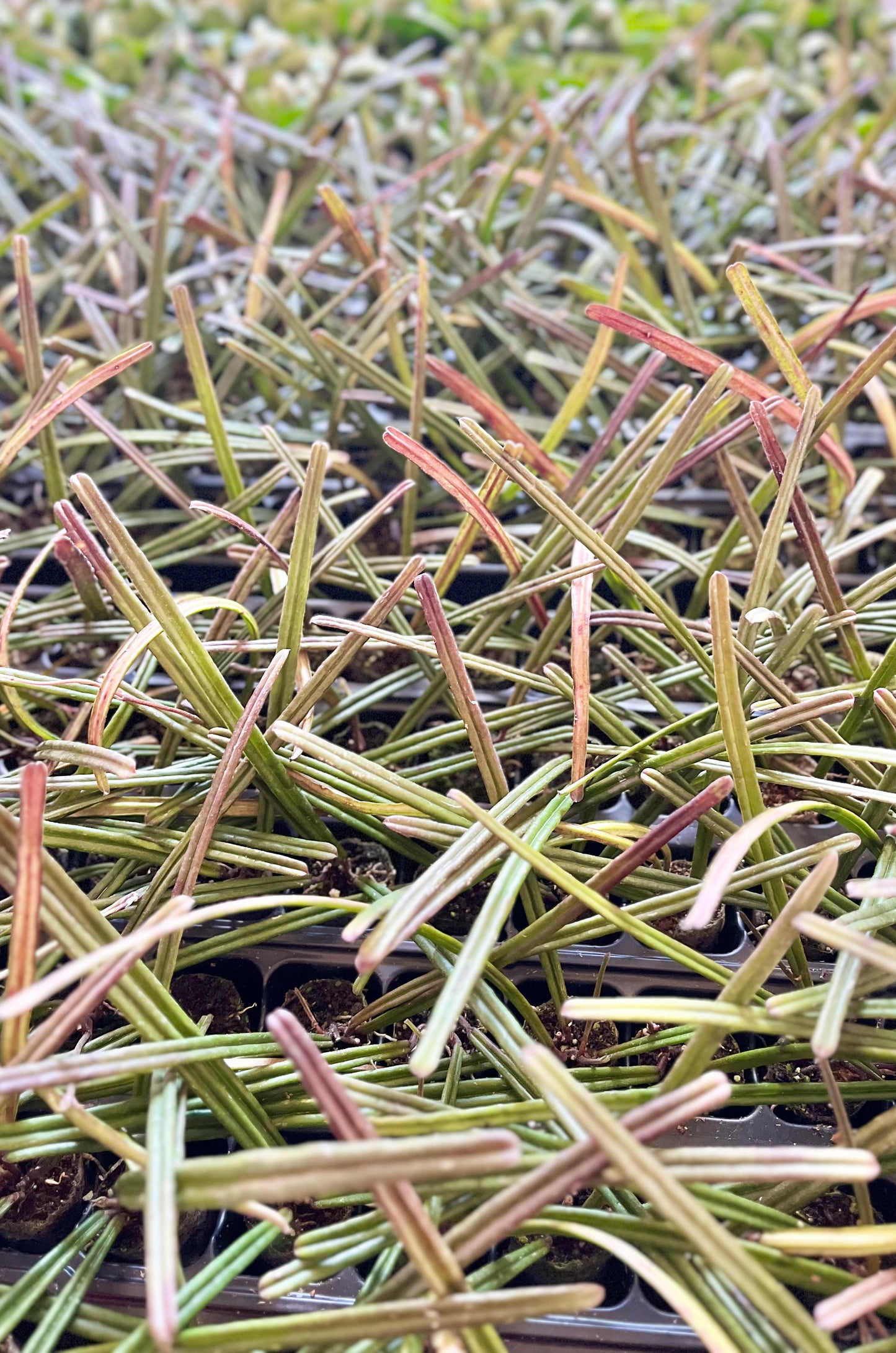 Hoya insularis (in plugs)