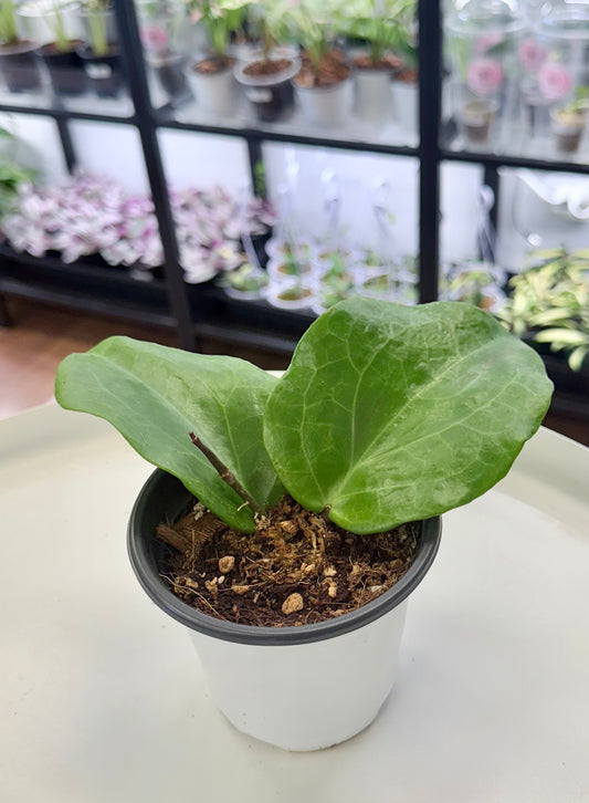 Hoya surigaoensis
