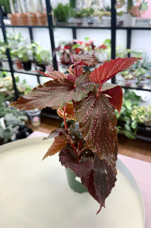 Begonia ‘Pink Angel Wing’ 4”