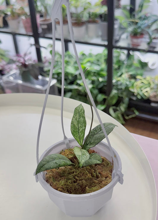 Hoya crassipetiolata (Splash) | 3.8” Hanging Basket