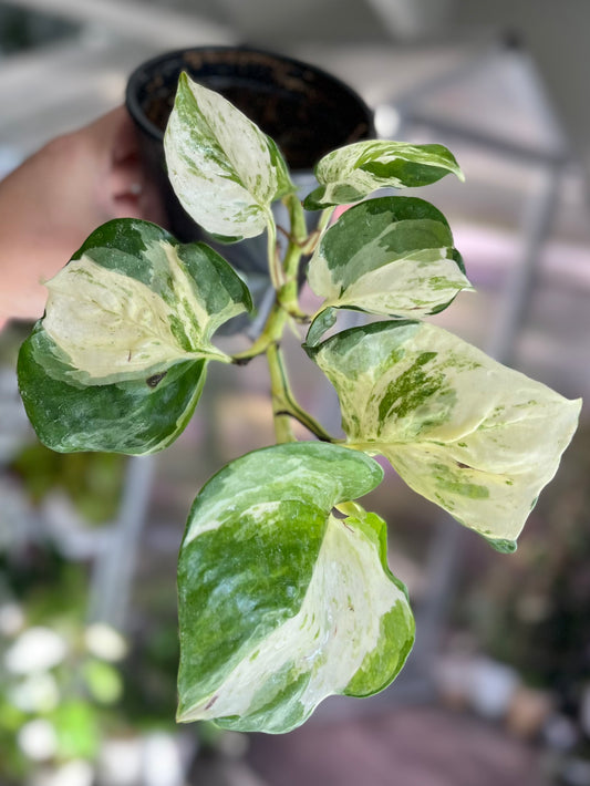 Epipremnum pinnatum ‘Manjula’