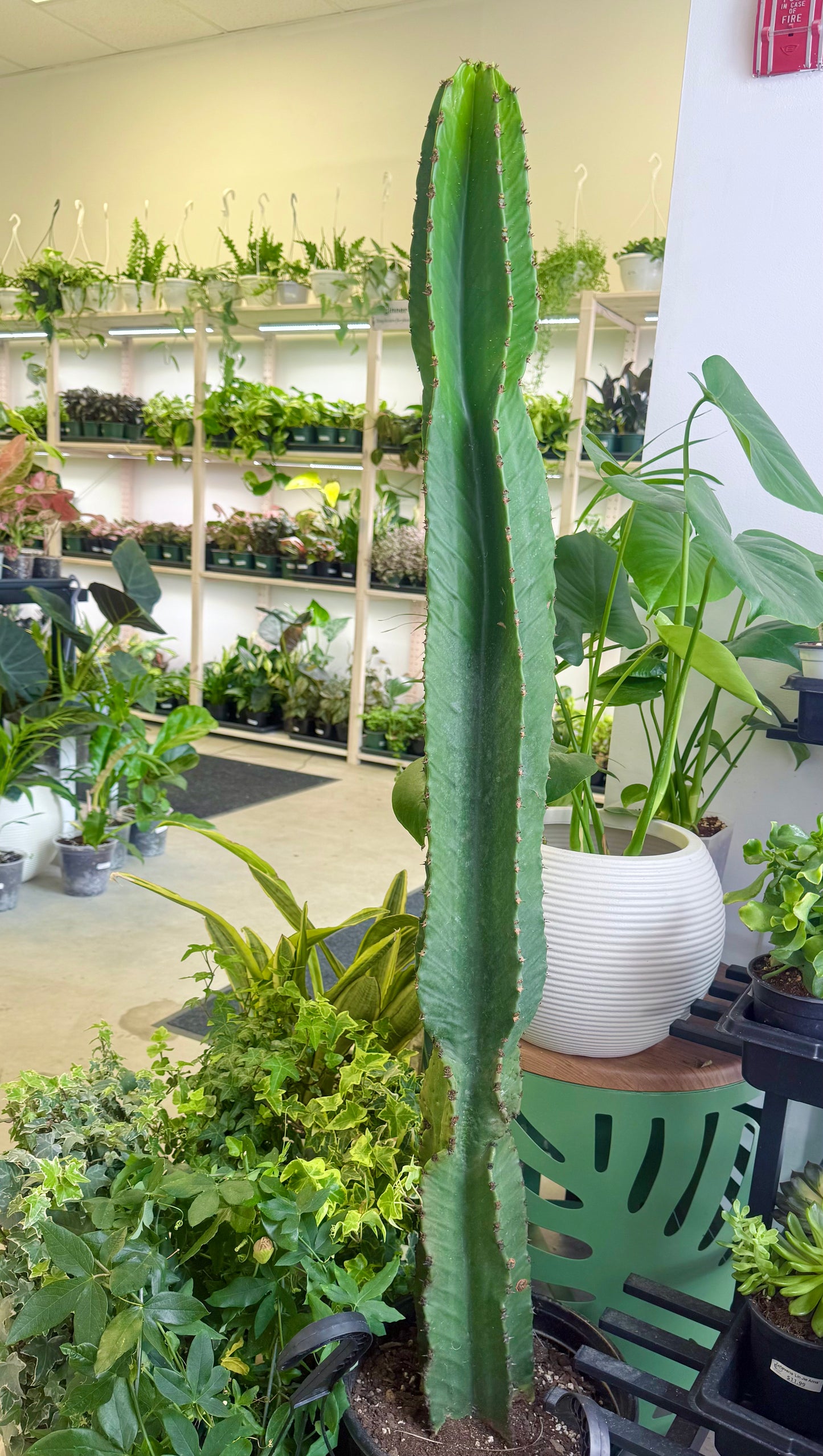 Euphorbia ingens | Candelabra Cactus XL No Ship