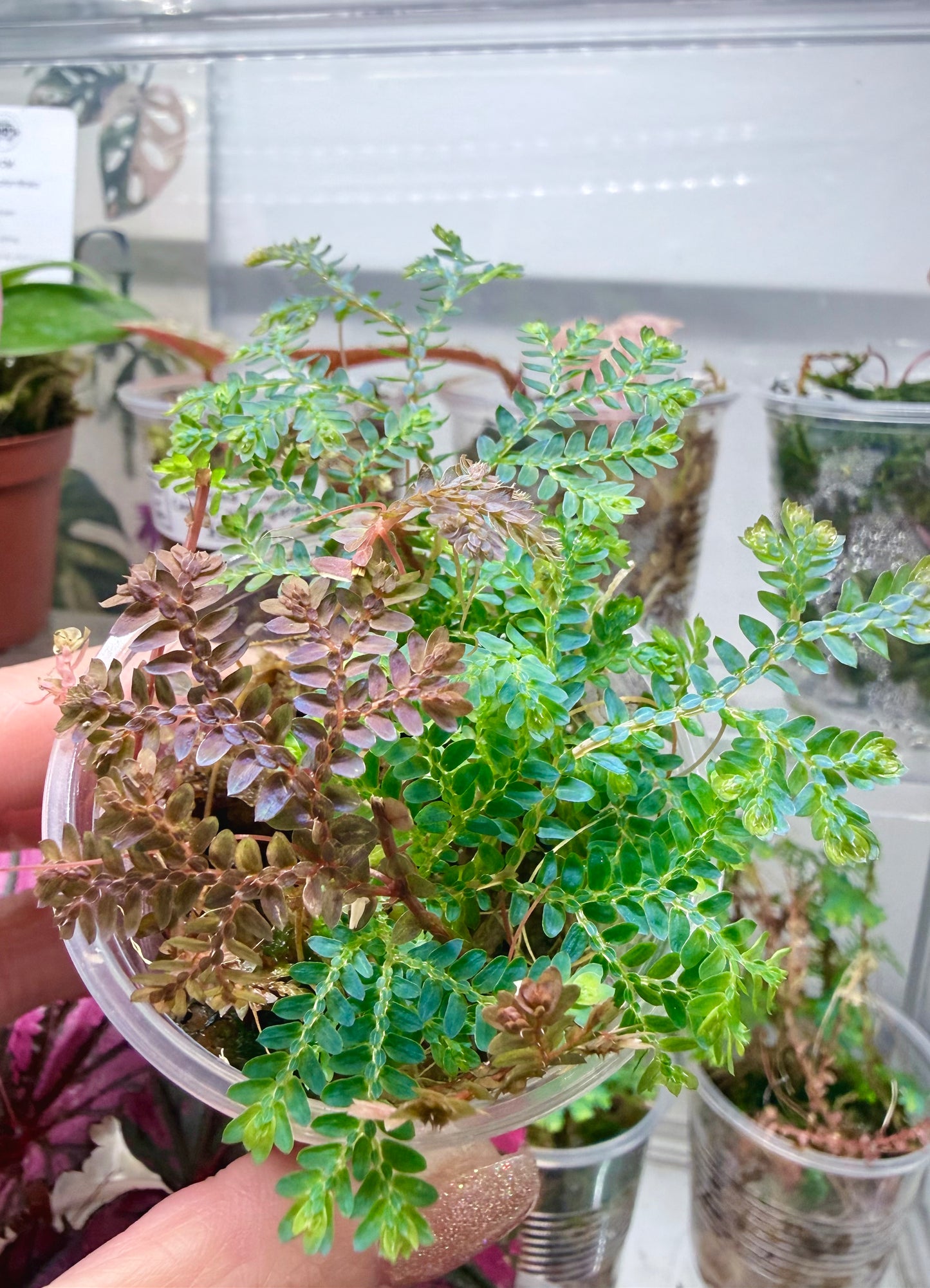 Peacock Fern | Selaginella uncinata 3”