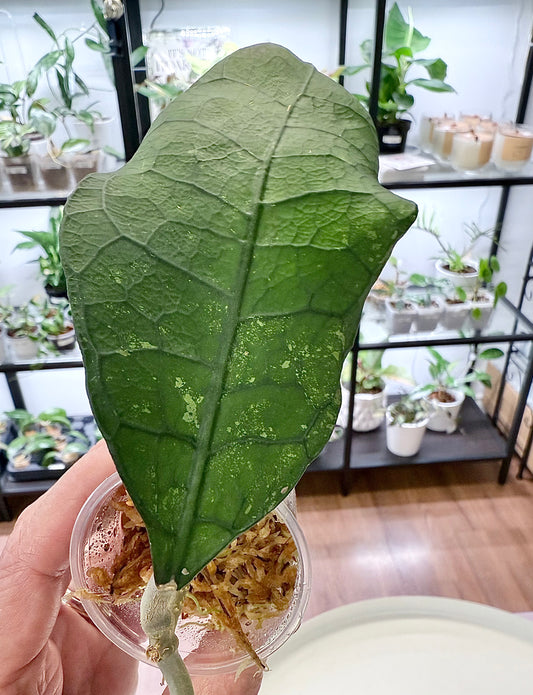 Hoya sp. Lata Iskandar