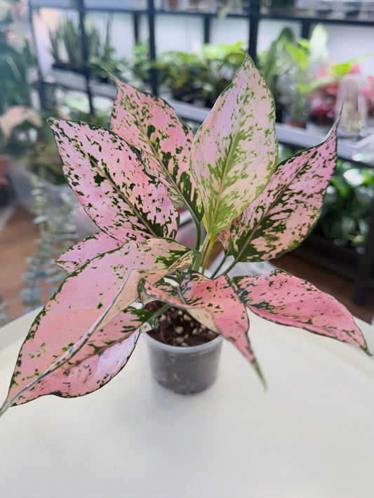 Aglaonema ‘Tri Phet’