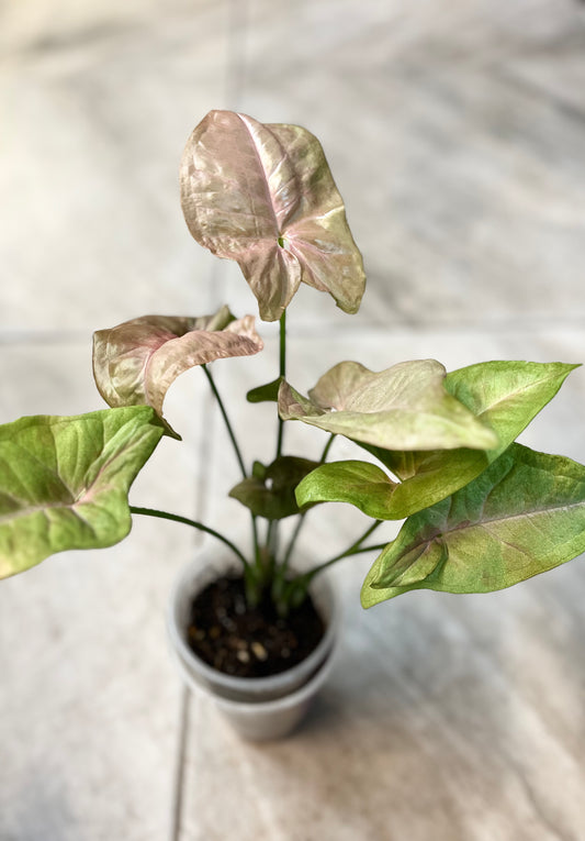 Syngonium podophyllum ‘Pink Spot’