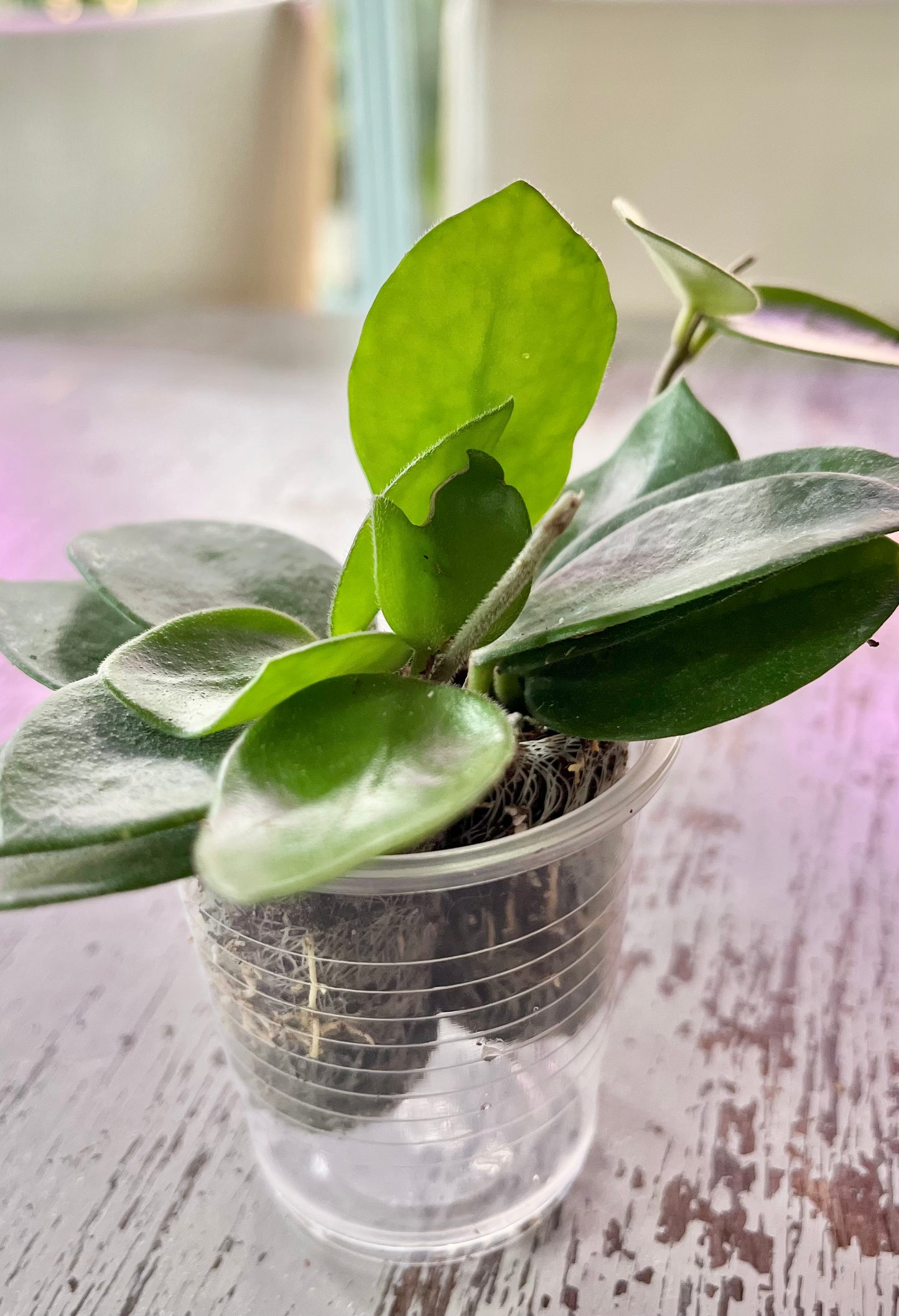 Hoya ‘Chouke’ (in plugs)